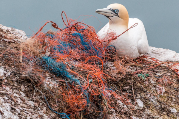Nid de Fou de Bassan (Morus bassanus) constitué de filets de pêche en plastique, ils constituent un danger pour cet oiseau marin